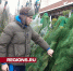 Мастер спорта по самбо открыл елочный базар в Лесном Городке - Regions.Ru