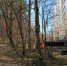 Звенигородское лесничество вошло в областной топ по уборке опасных деревьев - Regions.Ru